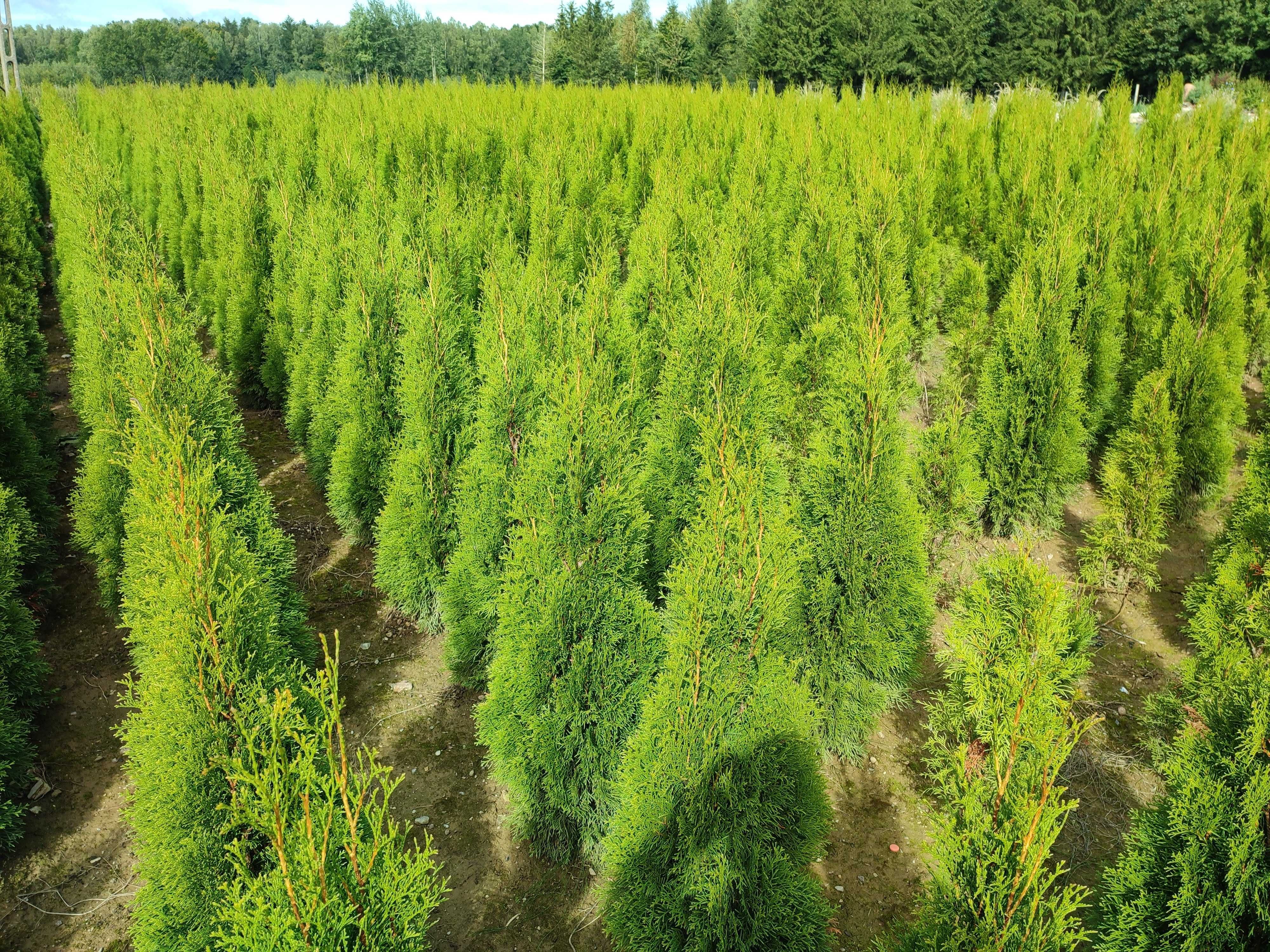 Tuja Szmaragd Thuja Smaragd gęsta 120 cm kopana z gruntu. Żywopłot