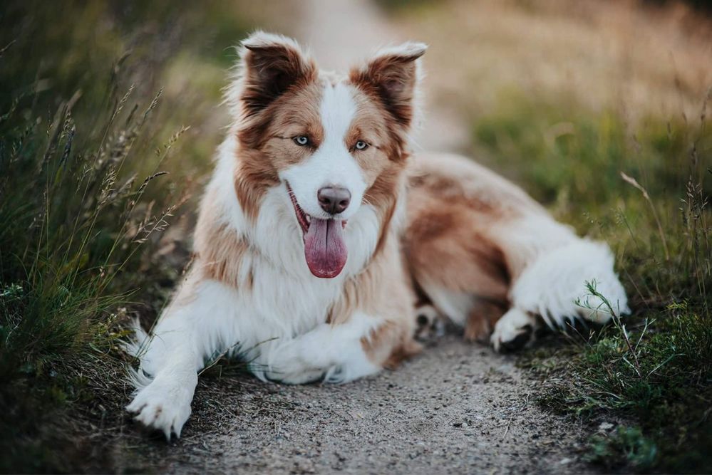 Szczeniaki Border Collie ZKWP FCI Klasyczne Ubarwienie