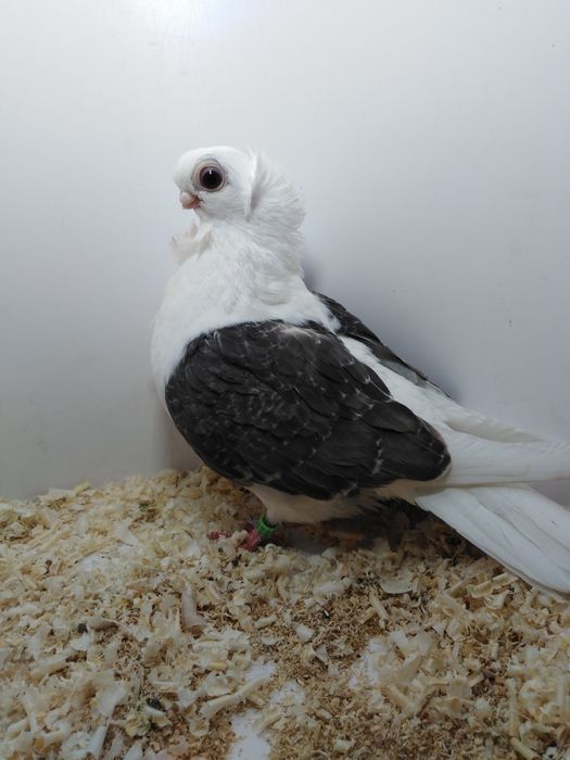 Mewka polska z 2025roku.