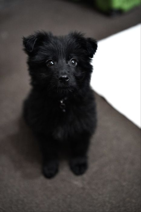 Цуценя дівчинка в добрі руки