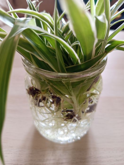 Продам хлорофітум дітки