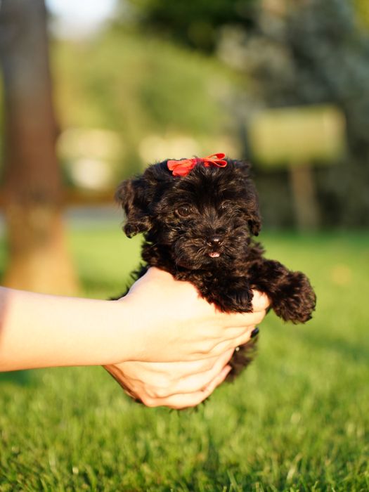 Мальтипу самая веселая порода