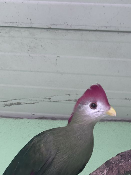 Vendo casal de TURACO CRISTAL