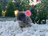 Karzełek Baranek/Mini Lop - Rodowód/Metryka Królik Króliki