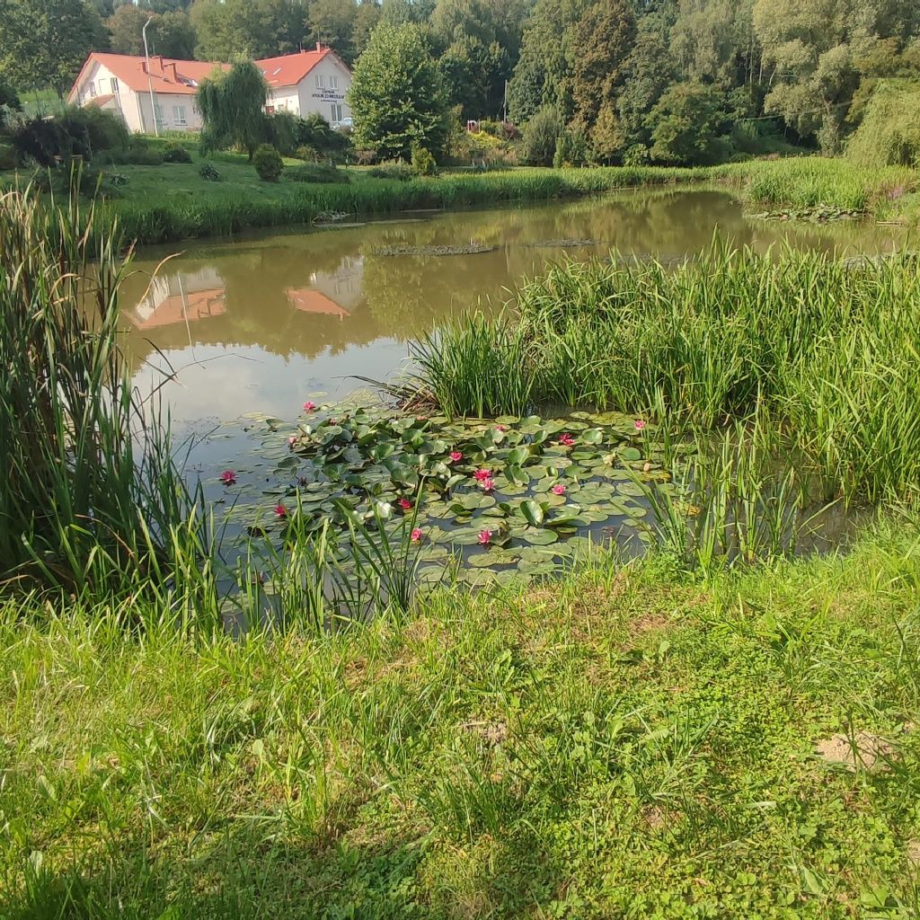 Sprzedam dom + działka 32ar BEZ POŚREDNIKÓW