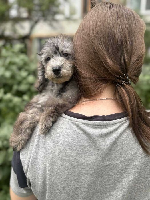 Мальтипу мраморный мальчик