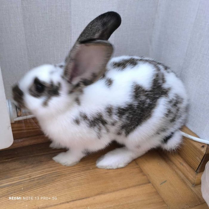 ślicznotka Zlatka szuka domu