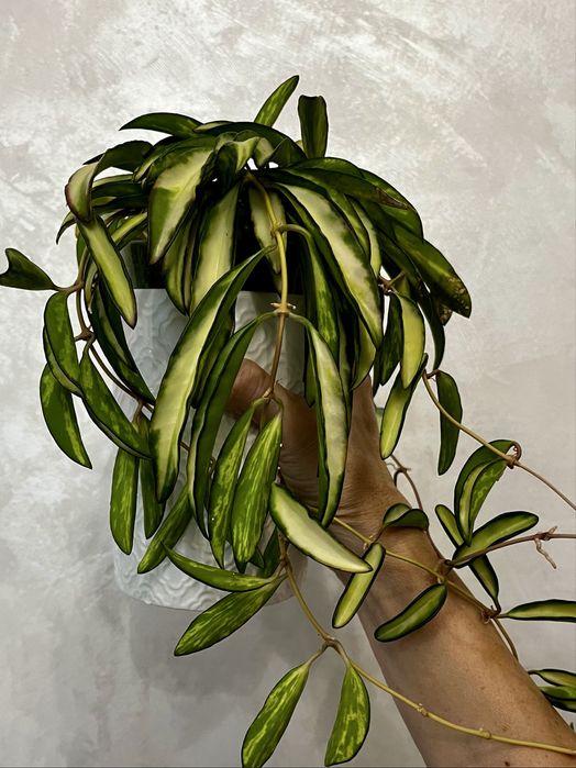 Хойя kentiana variegata