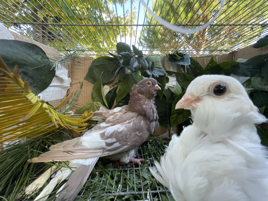 Pombos gravatinha chinesa