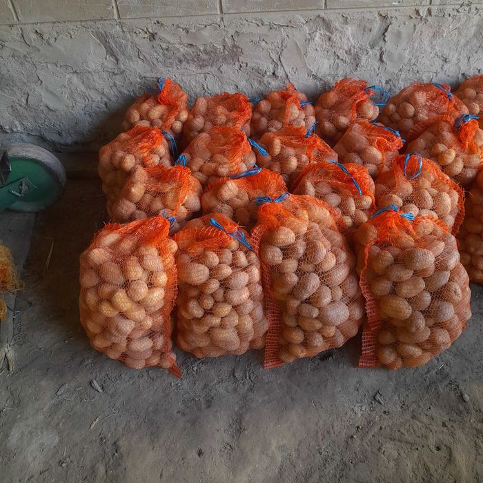 Ziemniaki jadalne Qeen Anna, Soraya, Irga, Bellaroza, Denar