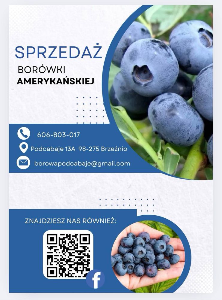 Borówka Amerykańska