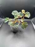Begonia sp. Sarawak Paludarium Terrarium Wiwarium Kolekcjonerska