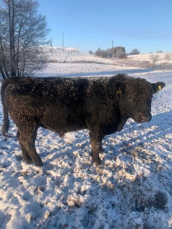 Na sprzedaż ponad 200 sztuk bydła rasy Angus