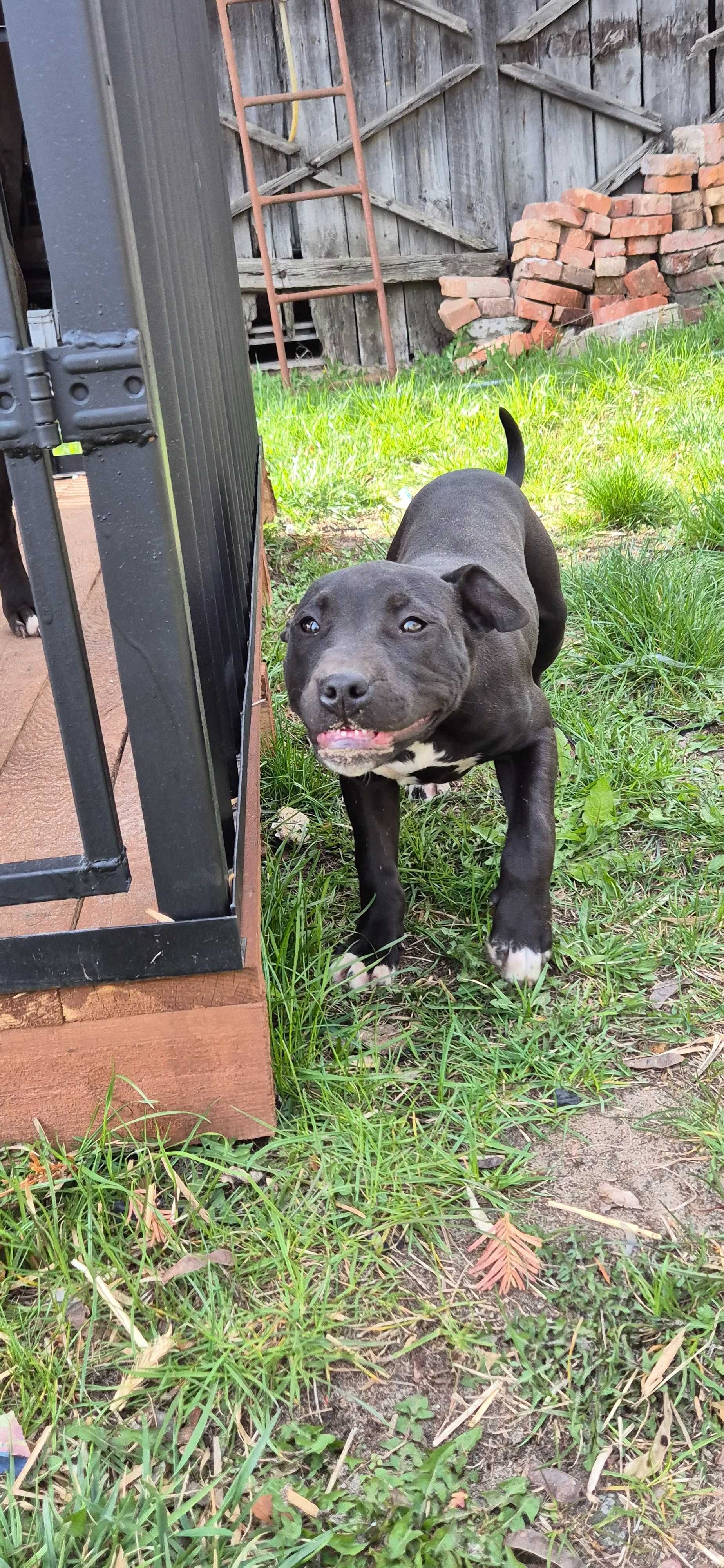 American Pitbull Terrier