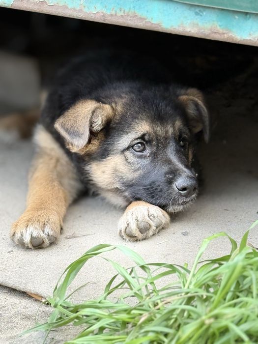 Цуценя безкоштовно хлопчик