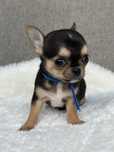 Cudowny chlopiec Chihuahua