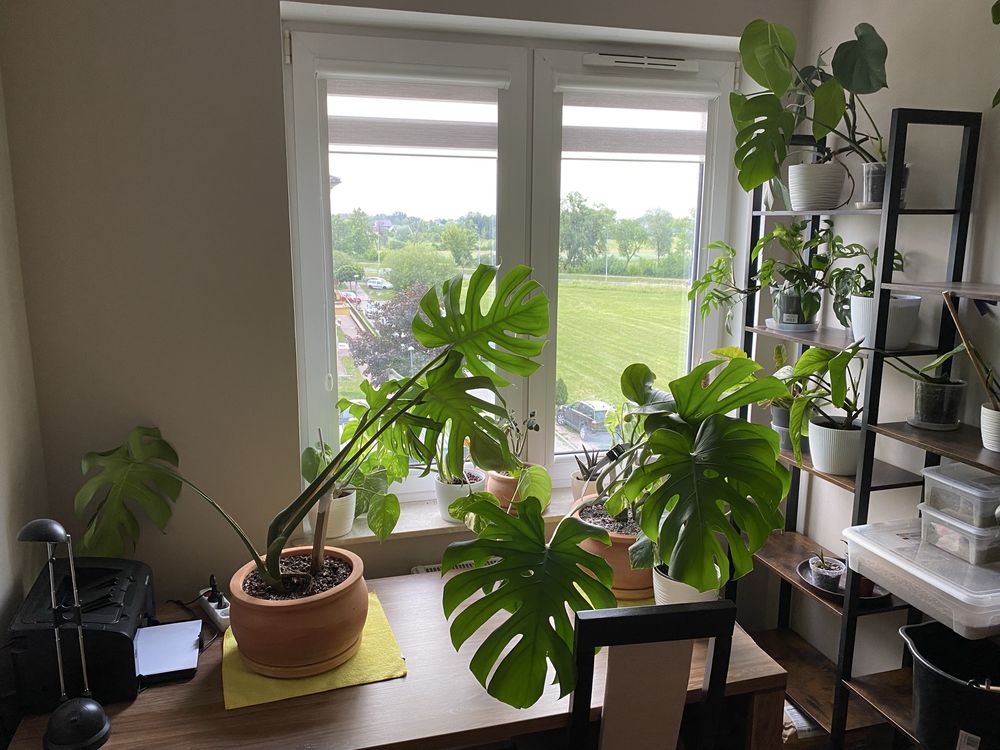 Monstera Deliciosa Variegata, pięknie wybarwiona