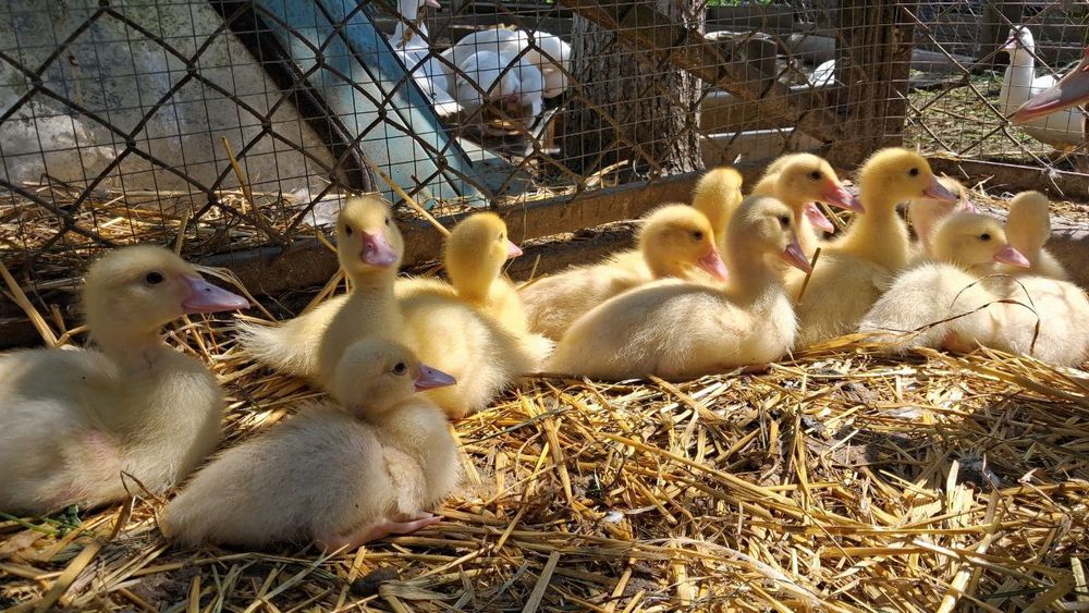 Мускусні Індокаченята шипуни , білі німецької лінії