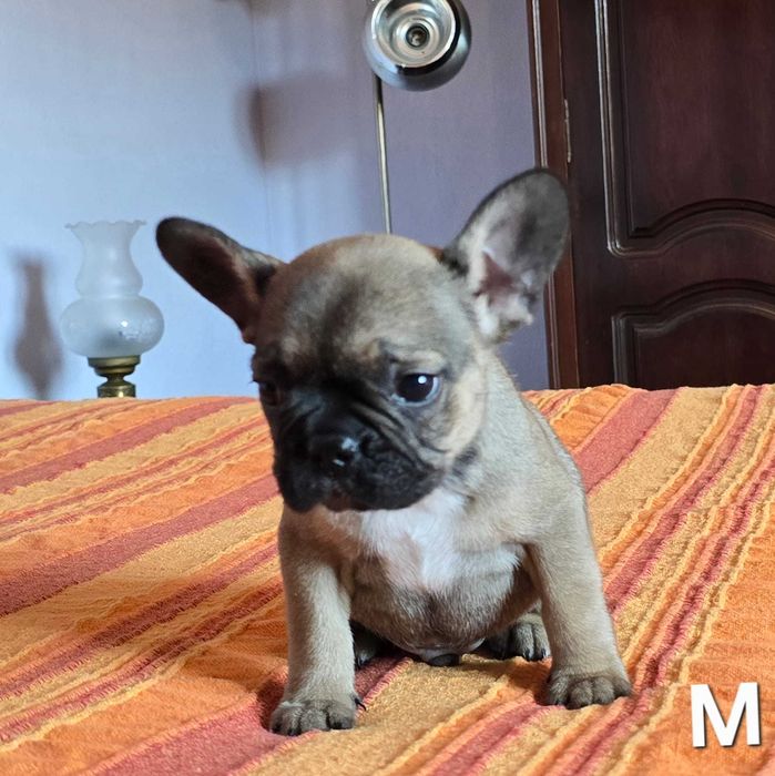 Bulldog francês exotico