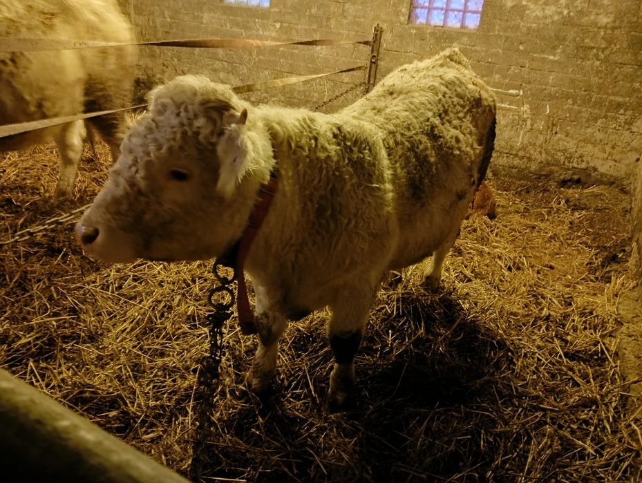 Byk charolaise do chowu