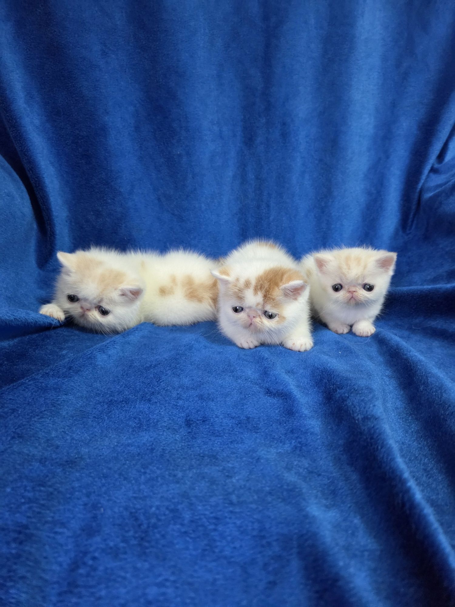 Кошенята породи екзот з розплідника.