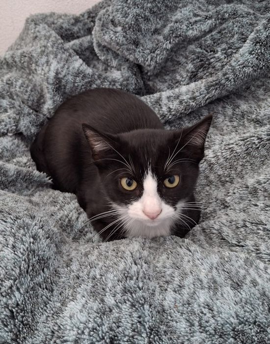 Gatinhos bebé para adoção