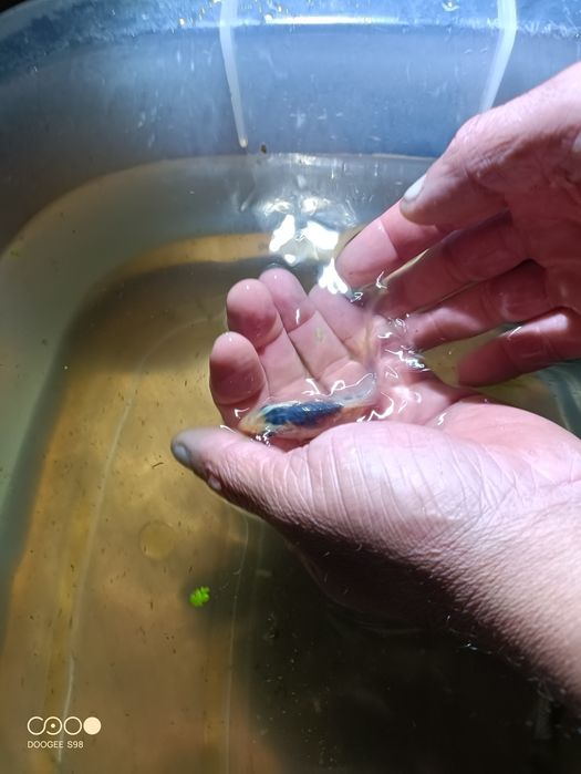 Carpas Koi variadas tamanho de 5 a 15 cm