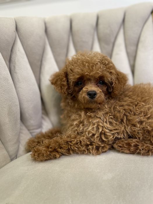 Pudel Toy dostępna sunia red malutka 85dkg.