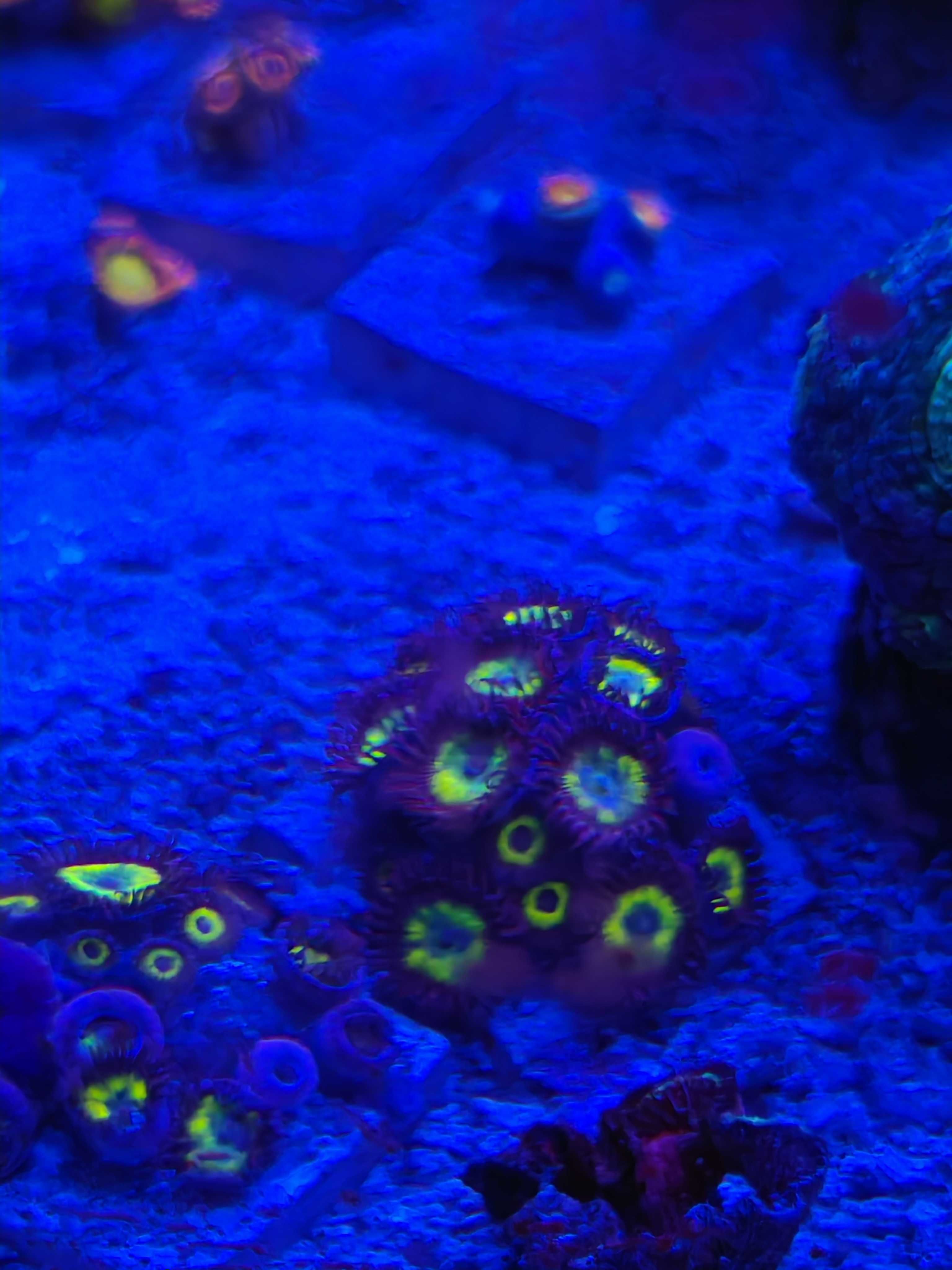 Pakiet Zoa Zoanthus 6 odmian Rasta, Lime Chilli, Utter Chaos i inne