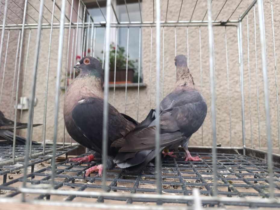Swift, swifty, gołębie ozdobne, wysyłam