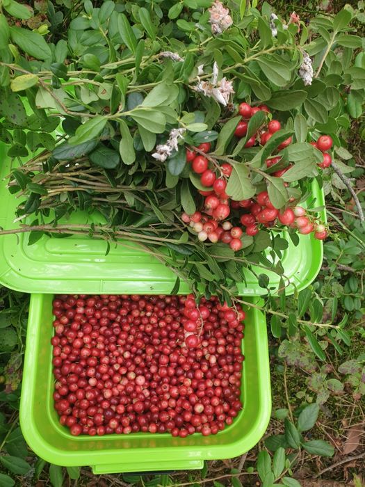 Брусниця карпатська свіжа з цукром ,сушена