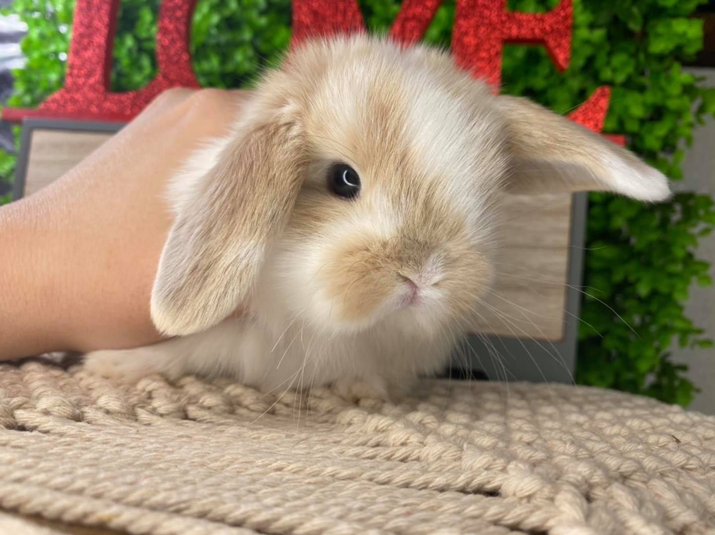 Mini lop zarejestrowana hodowla