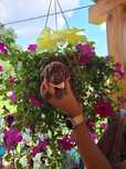 Pudel Toy Red Brown SUNIA. BADANIA