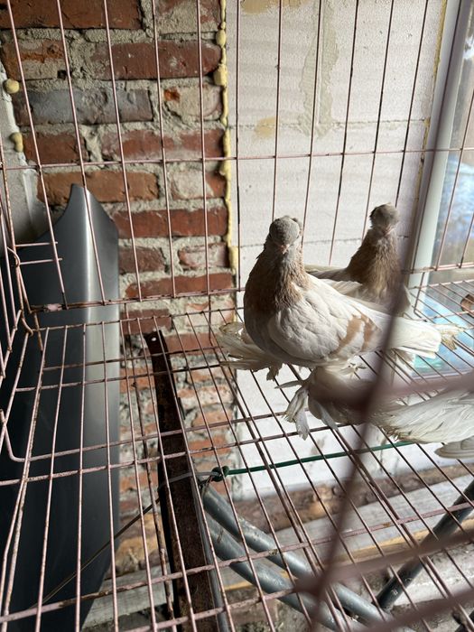 Sprzedam blajwindry koroniate 2 samice i samca