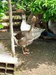 Ganso macho, Patos Reais, casai de garnisos