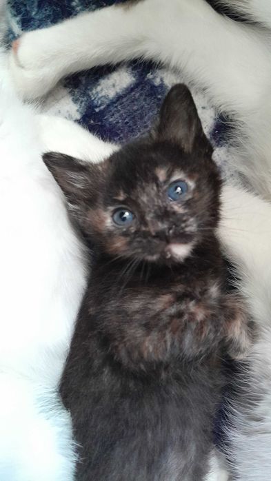 Gatinhas para adopção