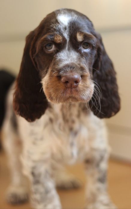 Springer spaniel angielski suczka