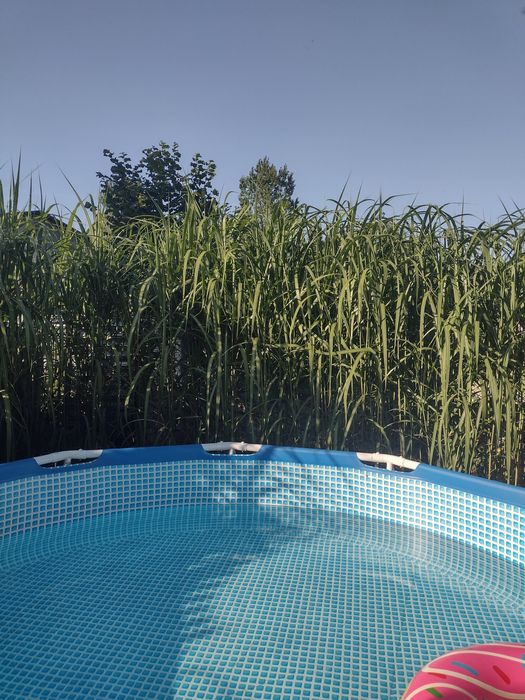 Miskant Olbrzymi Sadzonki XXL
