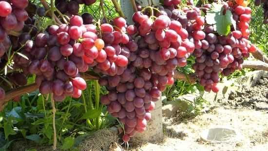 Лоза виноградна. Виноград столовий