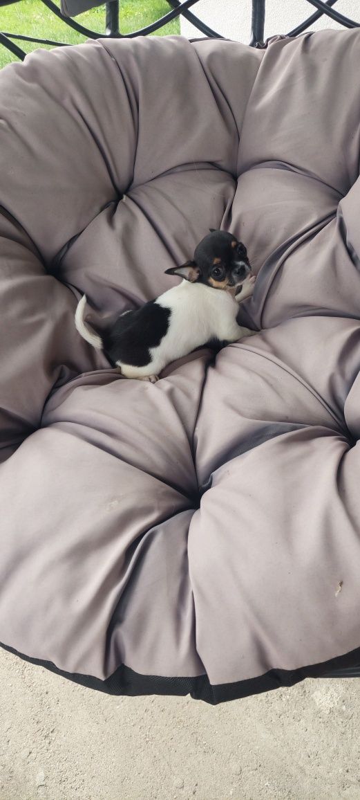 Chihuahua cudny tricolorek
