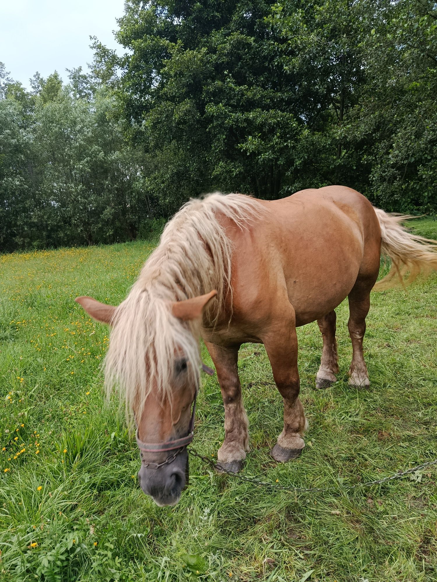 Klacz cztery lata