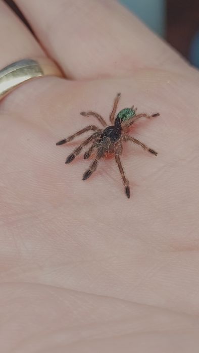 Pająk ptasznik Ephebopus murinus L3
