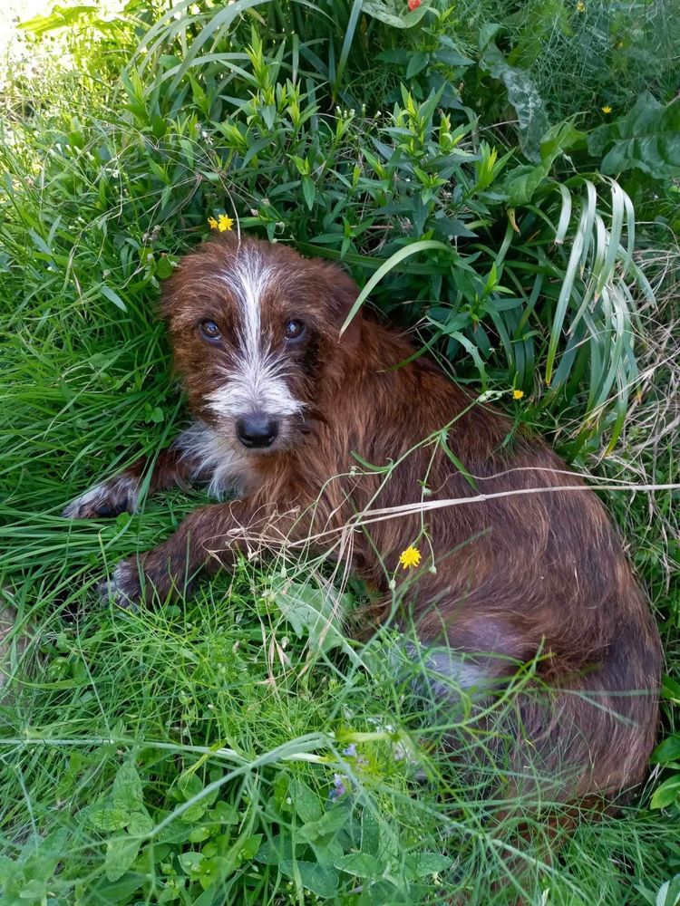 Tulaśny, kochany piesek do adopcji