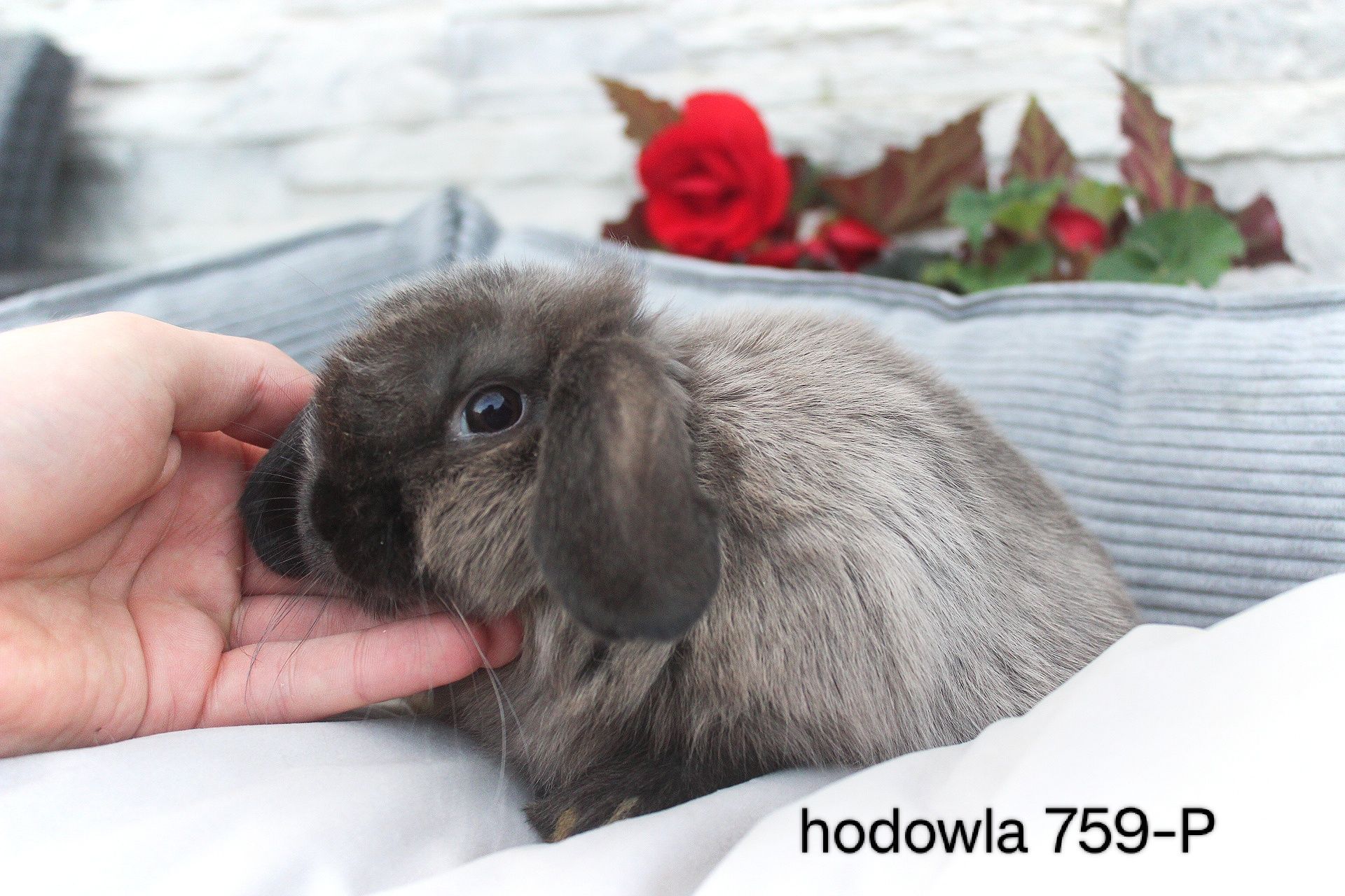 Mini lop króliki karzełek baranek hodowla