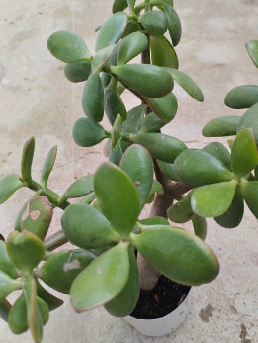 Lindas Suculentas a 1€