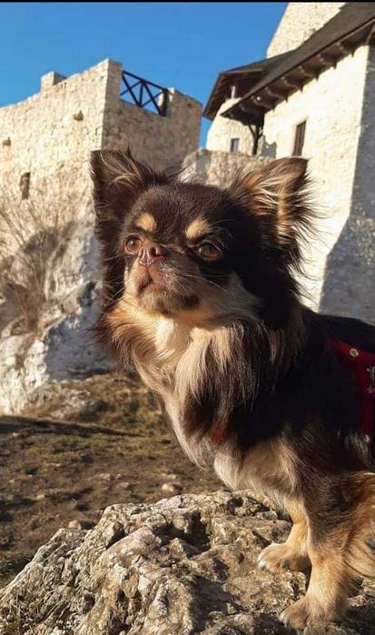 Chihuahua długowłosy piesek