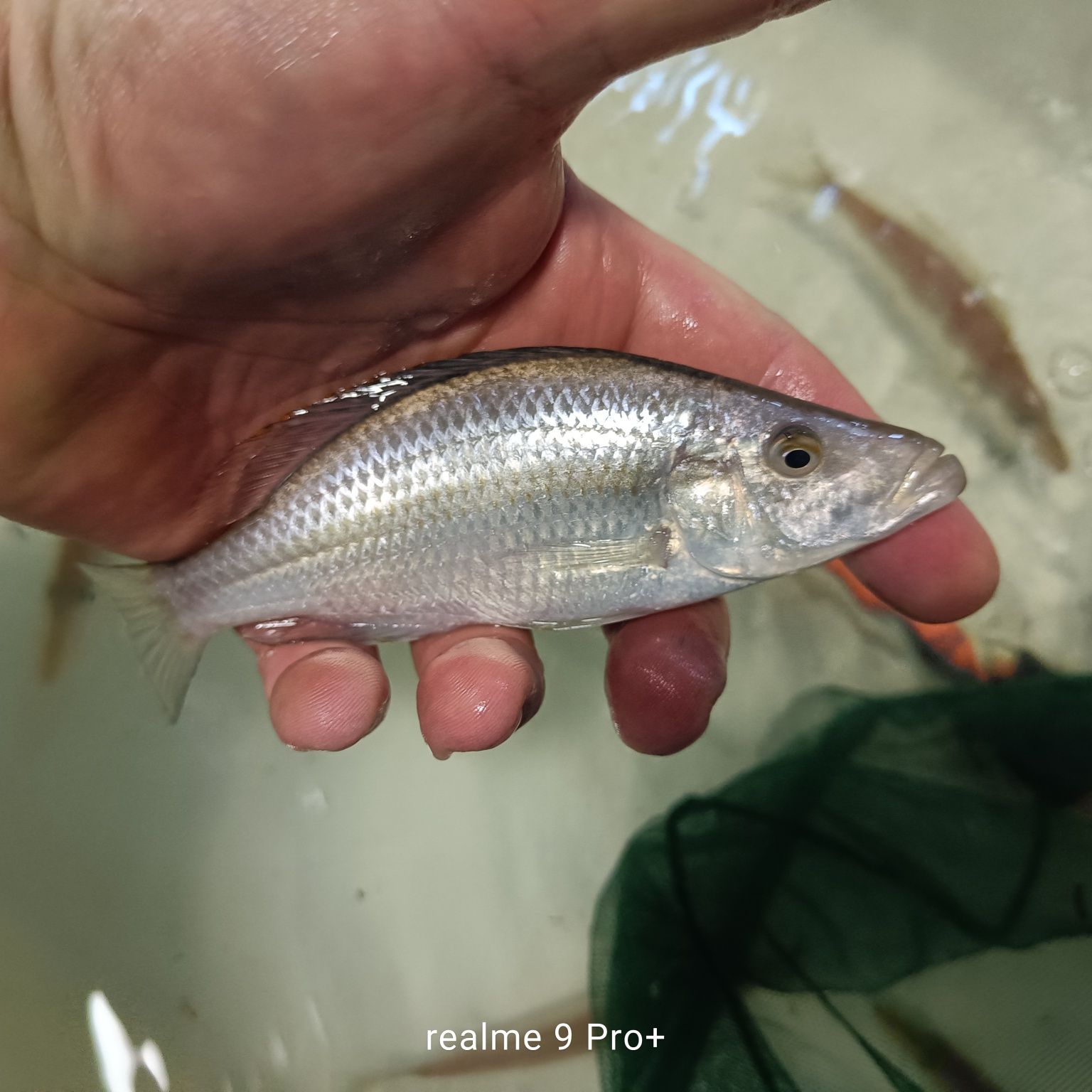 Dimidiochromis compressiceps