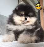 Pomeranian FCI miś szpic miniaturowy