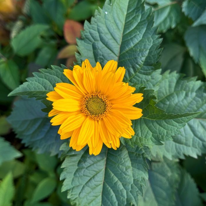 Słoneczniczek szorstki (Heliopsis helianthoides) Doniczka 2.0L