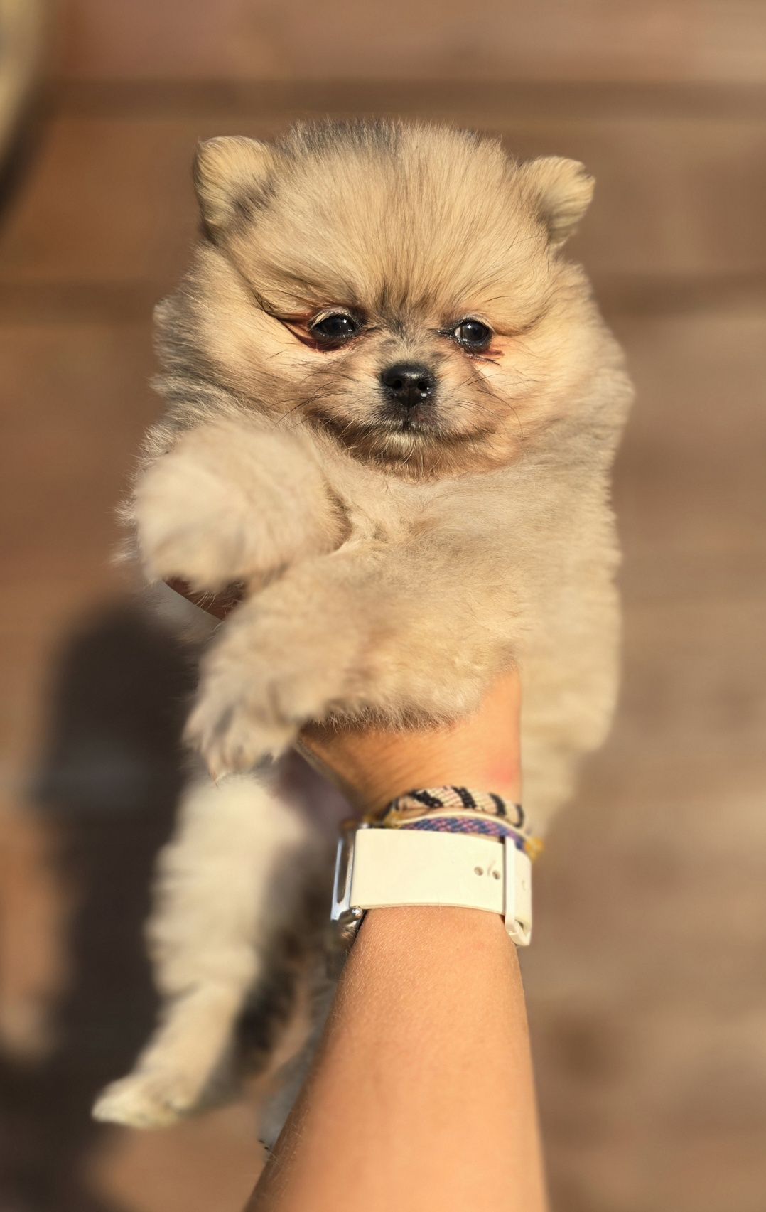 Szpic miniaturowy Pomeranian suczka